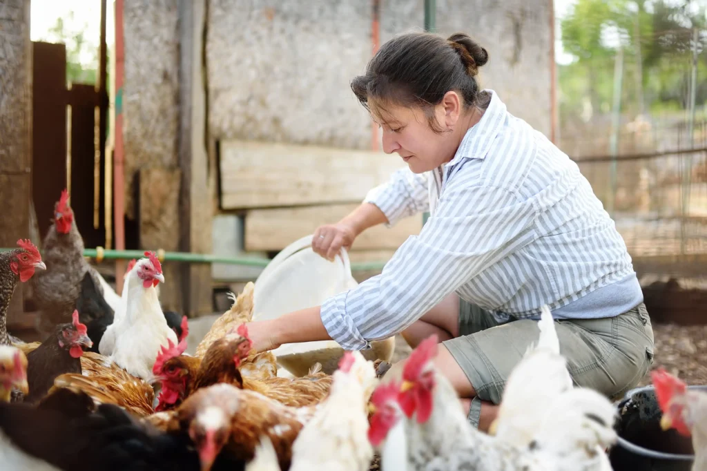 Female farmer feeding chicken - Everest Wealth