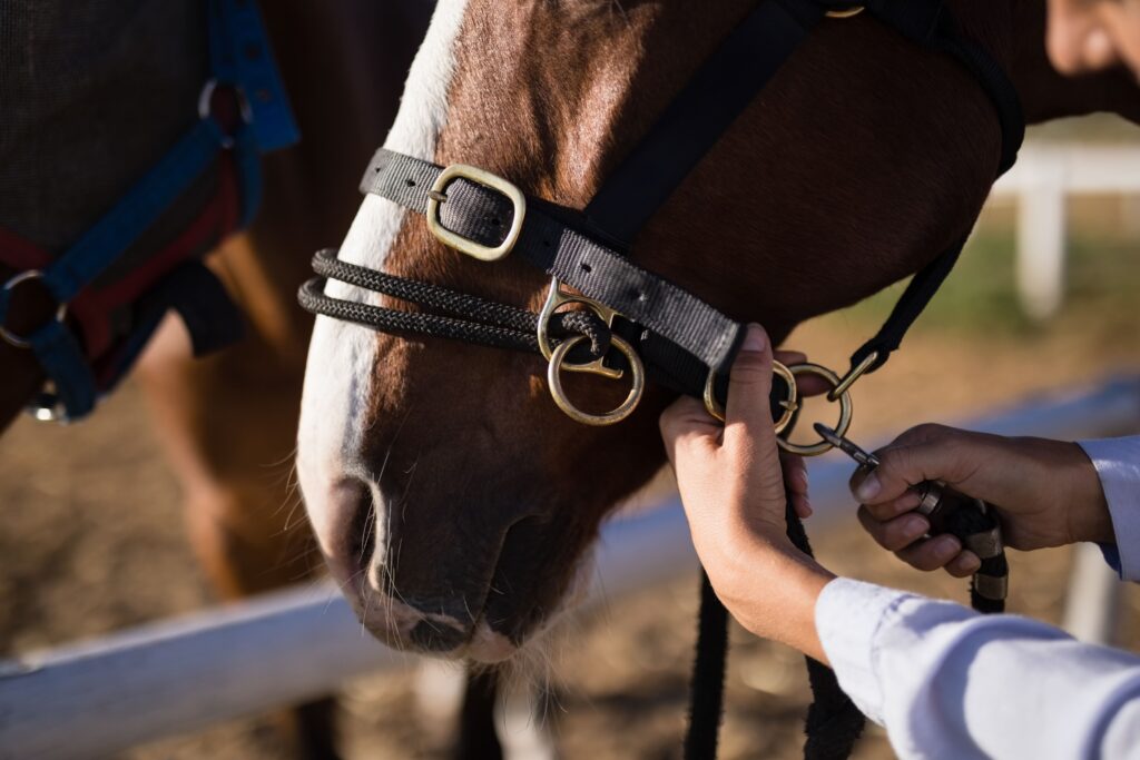 Horse racing stables with a close up on a horses face - Everest Wealth