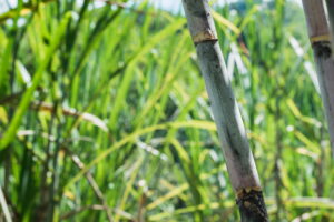 Sugar Tax Strain & Jobs Losses (A field of sugarcane)